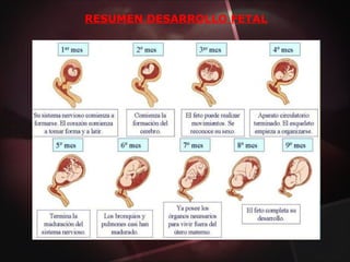RESUMEN DESARROLLO FETAL
 