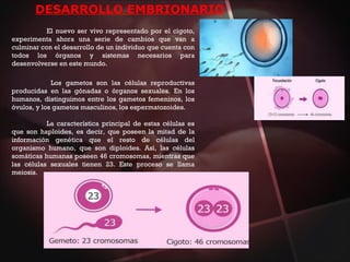 El nuevo ser vivo representado por el cigoto,
experimenta ahora una serie de cambios que van a
culminar con el desarrollo de un individuo que cuenta con
todos los órganos y sistemas necesarios para
desenvolverse en este mundo.
DESARROLLO EMBRIONARIO
Los gametos son las células reproductivas
producidas en las gónadas o órganos sexuales. En los
humanos, distinguimos entre los gametos femeninos, los
óvulos, y los gametos masculinos, los espermatozoides.
La característica principal de estas células es
que son haploides, es decir, que poseen la mitad de la
información genética que el resto de células del
organismo humano, que son diploides. Así, las células
somáticas humanas poseen 46 cromosomas, mientras que
las células sexuales tienen 23. Este proceso se llama
meiosis.
 