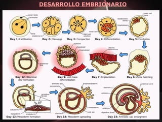 DESARROLLO EMBRIONARIO
 