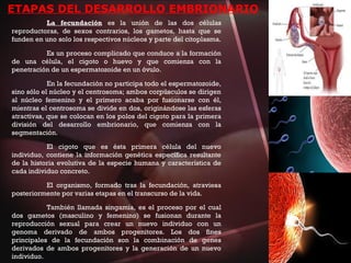 ETAPAS DEL DESARROLLO EMBRIONARIO
La fecundación es la unión de las dos células
reproductoras, de sexos contrarios, los gametos, hasta que se
funden en uno solo los respectivos núcleos y parte del citoplasma.
Es un proceso complicado que conduce a la formación
de una célula, el cigoto o huevo y que comienza con la
penetración de un espermatozoide en un óvulo.
En la fecundación no participa todo el espermatozoide,
sino sólo el núcleo y el centrosoma; ambos corpúsculos se dirigen
al núcleo femenino y el primero acaba por fusionarse con él,
mientras el centrosoma se divide en dos, originándose las esferas
atractivas, que se colocan en los polos del cigoto para la primera
división del desarrollo embrionario, que comienza con la
segmentación.
El cigoto que es ésta primera célula del nuevo
individuo, contiene la información genética específica resultante
de la historia evolutiva de la especie humana y característica de
cada individuo concreto.
El organismo, formado tras la fecundación, atraviesa
posteriormente por varias etapas en el transcurso de la vida.
También llamada singamia, es el proceso por el cual
dos gametos (masculino y femenino) se fusionan durante la
reproducción sexual para crear un nuevo individuo con un
genoma derivado de ambos progenitores. Los dos fines
principales de la fecundación son la combinación de genes
derivados de ambos progenitores y la generación de un nuevo
individuo.
 