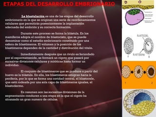 ETAPAS DEL DESARROLLO EMBRIONARIO
La blastulación es una de las etapas del desarrollo
embrionario en la que se originan una serie de reordenamientos
celulares que permitirán posteriormente la implantación
adecuada del embrión y su correcta formación.
Durante este proceso se forma la blástula. En los
mamíferos adopta el nombre de blastocisto, que se puede
denominar como el estadio embrionario constituido por una
esfera de blastómeros. El volumen y la posición de los
blastómeros dependen de la cantidad y distribución del vitelo.
Inmediatamente después que un óvulo es fecundado
por el espermatozoide, se formará un cigoto que pasará por
sucesivas divisiones celulares y mitóticas hasta formar un
individuo.
El conjunto de blastómeros que se produce a partir del
huevo es la blástula. En ella, los blastómeros emigran hacia la
periferia, por lo que se forma una cavidad central, el blastocele,
que está rodeada por una sola capa de blastómeros iguales, el
blastodermo.
En resumen son las sucesivas divisiones de la
segmentación conducen a una etapa en la que el cigoto ha
alcanzado un gran numero de células.
 