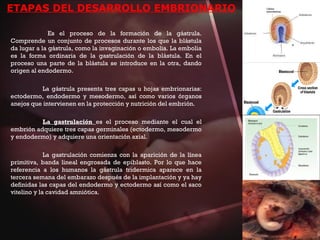 ETAPAS DEL DESARROLLO EMBRIONARIO
Es el proceso de la formación de la gástrula.
Comprende un conjunto de procesos durante los que la blástula
da lugar a la gástrula, como la invaginación o embolia. La embolia
es la forma ordinaria de la gastrulación de la blástula. En el
proceso una parte de la blástula se introduce en la otra, dando
origen al endodermo.
La gástrula presenta tres capas u hojas embrionarias:
ectodermo, endodermo y mesodermo, así como varios órganos
anejos que intervienen en la protección y nutrición del embrión.
La gastrulación es el proceso mediante el cual el
embrión adquiere tres capas germinales (ectodermo, mesodermo
y endodermo) y adquiere una orientación axial.
La gastrulación comienza con la aparición de la línea
primitiva, banda lineal engrosada de epiblasto. Por lo que hace
referencia a los humanos la gástrula tridermica aparece en la
tercera semana del embarazo después de la implantación y ya hay
definidas las capas del endodermo y ectodermo así como el saco
vitelino y la cavidad amniótica.
 