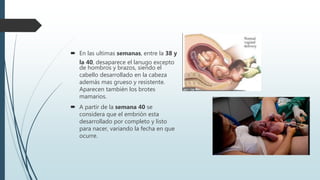  En las ultimas semanas, entre la 38 y
la 40, desaparece el lanugo excepto
de hombros y brazos, siendo el
cabello desarrollado en la cabeza
además mas grueso y resistente.
Aparecen también los brotes
mamarios.
 A partir de la semana 40 se
considera que el embrión esta
desarrollado por completo y listo
para nacer, variando la fecha en que
ocurre.
 
