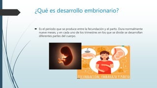 ¿Qué es desarrollo embrionario?
 Es el período que se produce entre la fecundación y el parto. Dura normalmente
nueve meses, y en cada uno de los trimestres en los que se divide se desarrollan
diferentes partes del cuerpo.
 