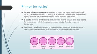  Las dos primeras semanas se produce la ovulación y desprendimiento del
óvulo que será fecundado. El óvulo y el espermatozoide se unen formando el
cigoto mientras bajan a través de una de las trompas de Falopio.
 El cigoto continua dividiéndose formando las nuevas células, a las que pronto
les aparecerá un cubrimiento, denominado a todo el conjunto como
blastocisto.
 La división de células continua ocurriendo mientras tanto, hasta que en un
cierto punto del desarrollo este blastocisto se transforme en embrión.
Primer trimestre
 