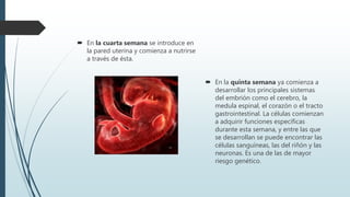  En la cuarta semana se introduce en
la pared uterina y comienza a nutrirse
a través de ésta.
 En la quinta semana ya comienza a
desarrollar los principales sistemas
del embrión como el cerebro, la
medula espinal, el corazón o el tracto
gastrointestinal. La células comienzan
a adquirir funciones específicas
durante esta semana, y entre las que
se desarrollan se puede encontrar las
células sanguíneas, las del riñón y las
neuronas. Es una de las de mayor
riesgo genético.
 
