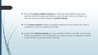  Durante la sexta y séptima semana se continúan desarrollando rasgos que
permiten identificar partes del embrión, como los ojos, oídos o el corazón, así
como las manos y los pies durante la octava semana.
 En la novena semana también se pueden empezar a ver los brazos, los codos, y
comienzan a crecer sus órganos esenciales.
 A partir de la décima semana ya no se considera embrión, sino feto. Durante esta
semana se empiezan a ver los párpados, las orejas y la cara, y la placenta comienza
a nutrir al feto a través del cordón umbilical
 