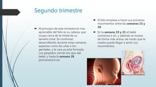  Al principio de este trimestre lo mas
apreciable del feto es su cabeza, que
ocupa cerca de la mitad de su
tamaño total. Se continúan
desarrollando durante estas semanas
aspectos como las uñas o los
genitales, y la cara ya esta formada.
Los párpados cierran los ojos del
bebé, y hasta la semana 28
permanecerá así.
 El feto empieza a hacer sus primeros
movimientos entre las semanas 15 y
18.
 En la semana 19 y 21 el bebé
comienza a oír, y además se mueve
de forma más activa, de modo que la
madre puede llegar a sentir sus
movimientos.
Segundo trimestre
 