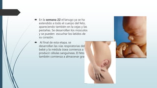  En la semana 22 el lanugo ya se ha
extendido a todo el cuerpo del feto,
apareciendo también en la cejas y las
pestañas. Se desarrollan los músculos
y se pueden escuchar los latidos de
su corazón.
 Al final de esta etapa, se
desarrollan las vías respiratorias del
bebé y la médula ósea comienza a
producir células sanguíneas. El feto
también comienza a almacenar grasa.
 