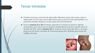 Tercer trimestre
 El bebé comienza a terminar de desarrollar diferentes partes del cuerpo: todo lo
relacionado con los ojos y las huellas de los pies ya que son bien perceptibles. Los
pulmones también alcanzan un alto grado de funcionamiento.
 Entre la semana 27 y 30 el sistema respiratorio comienza a producir agentes
tensioactivo, que hacen que los álveolos puedan llenarse de aire cuando nazca. El
tamaño del feto para la semana 28 ya ocupa la mayor parte del útero, y se suele
posicionar de forma invertida, de forma que tenga mas facilidad para mover las
rodillas y los pies.
 