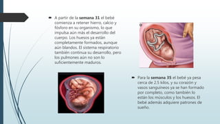  A partir de la semana 31 el bebé
comienza a retener hierro, calcio y
fósforo en su organismo, lo que
impulsa aún más el desarrollo del
cuerpo. Los huesos ya están
completamente formados, aunque
aún blandos. El sistema respiratorio
también continua su desarrollo, pero
los pulmones aún no son lo
suficientemente maduros.
 Para la semana 35 el bebé ya pesa
cerca de 2.5 kilos, y su corazón y
vasos sanguíneos ya se han formado
por completo, como también lo
están los músculos y los huesos. El
bebé además adquiere patrones de
sueño.
 
