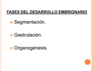 FASES DEL DESARROLLO EMBRIONARIO
 Segmentación.
 Gastrulación.
 Organogénesis.
 