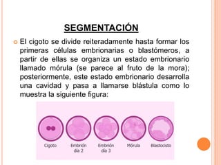 SEGMENTACIÓN
 El cigoto se divide reiteradamente hasta formar los
primeras células embrionarias o blastómeros, a
partir de ellas se organiza un estado embrionario
llamado mórula (se parece al fruto de la mora);
posteriormente, este estado embrionario desarrolla
una cavidad y pasa a llamarse blástula como lo
muestra la siguiente figura:
 