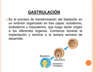 GASTRULACIÓN
 Es el proceso de transformación del blastocito en
un embrión organizado en tres capas: ectodermo,
endodermo y mesodermo, que luego darán origen
a los diferentes órganos. Comienza durante la
implantación y termina a la tercera semana de
desarrollo.
 