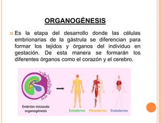 ORGANOGÉNESIS
 Es la etapa del desarrollo donde las células
embrionarias de la gástrula se diferencian para
formar los tejidos y órganos del individuo en
gestación. De esta manera se formarán los
diferentes órganos como el corazón y el cerebro.
 