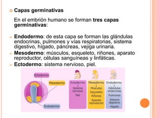  Capas germinativas
En el embrión humano se forman tres capas
germinativas:
 Endodermo: de esta capa se forman las glándulas
endocrinas, pulmones y vías respiratorias, sistema
digestivo, hígado, páncreas, vejiga urinaria.
 Mesodermo: músculos, esqueleto, riñones, aparato
reproductor, células sanguíneas y linfáticas.
 Ectodermo: sistema nervioso, piel.
 