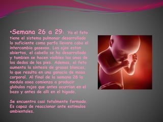 •Semana 26 a 29: Ya el feto
tiene el sistema pulmonar desarrollado
lo suficiente como parfa llevara cabo el
intercambio gaseoso. Los ojos estan
abiertos, el cabello se ha desarrollado
y tambien se hacen visibles las unas de
los dedos de los pies. Ademas, el feto
aumenta la sintesis de grasas blancas,
lo que resulta en una ganacia de masa
corporal. Al final de la semana 28 la
medula osea comienza a producir
globulos rojos que antes ocurrian en el
bazo y antes de alli en el higado.
Se encuentra casi totalmente formado.
Es capaz de reaccionar ante estimulos
ambientales.
 