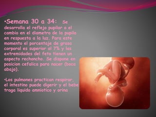 •Semana 30 a 34: Se
desarrolla el reflejo pupilar o el
cambio en el diametro de la pupila
en respuesta a la luz. Para este
momento el porcentaje de grasa
corporal es superior al 7% y las
extremidades del feto tienen un
aspecto rechoncho. Se dispone en
posicion cefalica para nacer (boca
abajo).
•Los pulmones practican respirar,
el intestino puede digerir y el bebe
traga liquido amniotico y orina
 