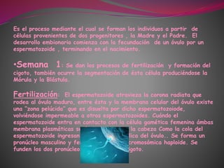 Es el proceso mediante el cual se forman los individuos a partir de
células provenientes de dos progenitores , la Madre y el Padre. El
desarrollo embionario comienza con la fecundación de un óvulo por un
espermatozoide , terminando en el nacimiento.
•Semana 1: Se dan los procesos de fertilización y formación del
cigoto, también ocurre la segmentacián de ésta célula produciéndose la
Mórula y la Blástula.
Fertilización: El espermatozoide atravieza la corona radiata que
rodea al óvulo maduro, entre ésta y la membrana celular del óvulo existe
una “zona pelúcida” que es disuelta por dicho espermatozoiode,
volviéndose impermeable a otros espermatozoides. Cuándo el
espermatozoide entra en contacto con la célula gamética femenina ámbas
membrana plasmáticas se fusionan y tanto la cabeza Como la cola del
espermatozoide ingresan a la región citosólica del óvulo.. Se forma un
pronúcleo masculino y femenino con carga cromosómica haploide. Se
funden los dos pronúcleos formándose el cigoto.
 