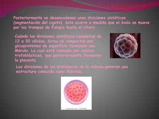 Posteriormente se desencadenan unas diviciones sintóticas
(segmentación del cigoto), ésto ocurre a medida que el óvulo se mueve
por las trompas de Falopio hasta el Utero.
Cuándo las divisiones sintóticas completan de
12 a 32 células, éstas se compactan por
glicoproteinas de superficie formando una
Mórula. La cual está rodeada por celulas
trofoblásticas, que porteriormente formaran
la placenta.
Las divisiones de los blatómeros de la mórula generan una
estructura conocida como Blástula.
 
