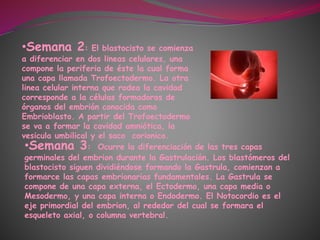 •Semana 2: El blastocisto se comienza
a diferenciar en dos lineas celulares, una
compone la periferia de éste la cual forma
una capa llamada Trofoectodermo. La otra
linea celular interna que rodea la cavidad
corresponde a la células formadoras de
órganos del embrión conocida como
Embrioblasto. A partir del Trofoectodermo
se va a formar la cavidad amniótica, la
vesicula umbilical y el saco corionico.
•Semana 3: Ocurre la diferenciación de las tres capas
germinales del embrion durante la Gastrulación. Los blastómeros del
blastocisto siguen dividiéndose formando la Gastrula, comienzan a
formarce las capas embrionarias fundamentales. La Gastrula se
compone de una capa externa, el Ectodermo, una capa media o
Mesodermo, y una capa interna o Endodermo. El Notocordio es el
eje primordial del embrion, al rededor del cual se formara el
esqueleto axial, o columna vertebral.
 