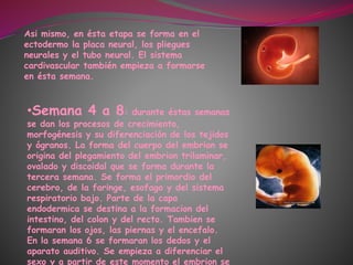Asi mismo, en ésta etapa se forma en el
ectodermo la placa neural, los pliegues
neurales y el tubo neural. El sistema
cardivascular también empieza a formarse
en ésta semana.
•Semana 4 a 8: durante éstas semanas
se dan los procesos de crecimiento,
morfogénesis y su diferenciación de los tejidos
y ógranos. La forma del cuerpo del embrion se
origina del plegamiento del embrion trilaminar,
ovalado y discoidal que se forma durante la
tercera semana. Se forma el primordio del
cerebro, de la faringe, esofago y del sistema
respiratorio bajo. Parte de la capa
endodermica se destina a la formacion del
intestino, del colon y del recto. Tambien se
formaran los ojos, las piernas y el encefalo.
En la semana 6 se formaran los dedos y el
aparato auditivo. Se empieza a diferenciar el
sexo y a partir de este momento el embrion se
 