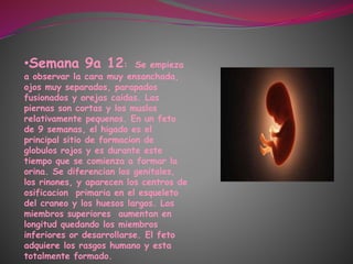 •Semana 9a 12: Se empieza
a observar la cara muy ensanchada,
ojos muy separados, parapados
fusionados y orejas caidas. Las
piernas son cortas y los muslos
relativamente pequenos. En un feto
de 9 semanas, el higado es el
principal sitio de formacion de
globulos rojos y es durante este
tiempo que se comienza a formar la
orina. Se diferencian los genitales,
los rinones, y aparecen los centros de
osificacion primaria en el esqueleto
del craneo y los huesos largos. Los
miembros superiores aumentan en
longitud quedando los miembros
inferiores or desarrollarse. El feto
adquiere los rasgos humano y esta
totalmente formado.
 