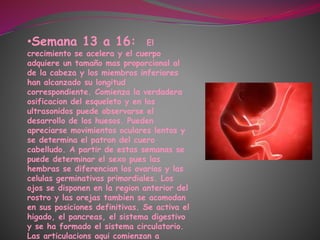 •Semana 13 a 16: El
crecimiento se acelera y el cuerpo
adquiere un tamaño mas proporcional al
de la cabeza y los miembros inferiores
han alcanzado su longitud
correspondiente. Comienza la verdadera
osificacion del esqueleto y en los
ultrasonidos puede observarse el
desarrollo de los huesos. Pueden
apreciarse movimientos oculares lentos y
se determina el patron del cuero
cabelludo. A partir de estas semanas se
puede determinar el sexo pues las
hembras se diferencian los ovarios y las
celulas germinativas primordiales. Los
ojos se disponen en la region anterior del
rostro y las orejas tambien se acomodan
en sus posiciones definitivas. Se activa el
higado, el pancreas, el sistema digestivo
y se ha formado el sistema circulatorio.
Las articulacions aqui comienzan a
 