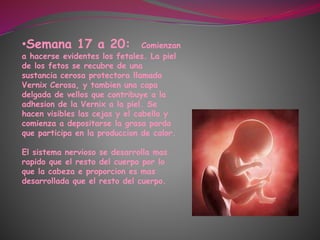 •Semana 17 a 20: Comienzan
a hacerse evidentes los fetales. La piel
de los fetos se recubre de una
sustancia cerosa protectora llamada
Vernix Cerosa, y tambien una capa
delgada de vellos que contribuye a la
adhesion de la Vernix a la piel. Se
hacen visibles las cejas y el cabello y
comienza a depositarse la grasa parda
que participa en la produccion de calor.
El sistema nervioso se desarrolla mas
rapido que el resto del cuerpo por lo
que la cabeza e proporcion es mas
desarrollada que el resto del cuerpo.
 
