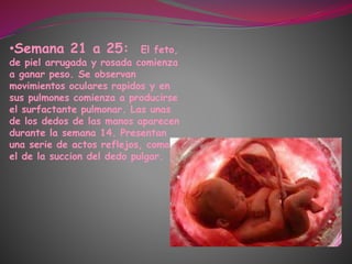 •Semana 21 a 25: El feto,
de piel arrugada y rosada comienza
a ganar peso. Se observan
movimientos oculares rapidos y en
sus pulmones comienza a producirse
el surfactante pulmonar. Las unas
de los dedos de las manos aparecen
durante la semana 14. Presentan
una serie de actos reflejos, como
el de la succion del dedo pulgar.
 