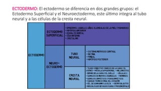 Neuroectodermo DESARROLLO EMBRIONARIO.pptx salud reproductiva | PPTX