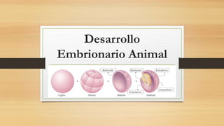 Desarrollo
Embrionario Animal
 