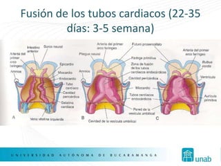 Fusión de los tubos cardiacos (22-35
         días: 3-5 semana)
 