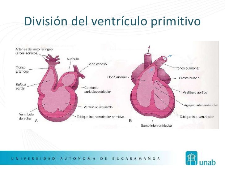 desarrollo-embrionario-del-coraz-n-final