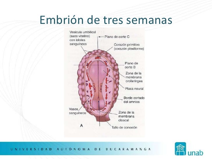 desarrollo embrionario del corazón final