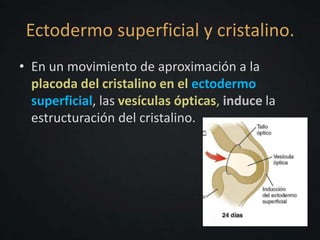 Dat Ectodermo Desarrollo embrionario del ojo | PPTX
