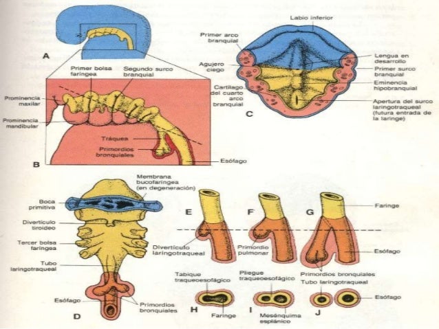Desarrollo embrionario del sistema respiratorio