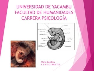 UNIVERSIDAD DE YACAMBU
FACULTAD DE HUMANIDADES
CARRERA PSICOLOGÍA
María Gandica
C.I Nº V-21.085.712
 