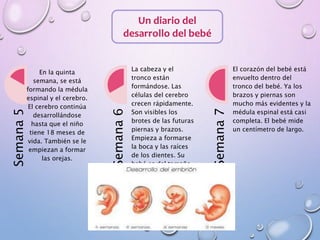 Un diario del
desarrollo del bebé
Semana5
En la quinta
semana, se está
formando la médula
espinal y el cerebro.
El cerebro continúa
desarrollándose
hasta que el niño
tiene 18 meses de
vida. También se le
empiezan a formar
las orejas.
Semana6
La cabeza y el
tronco están
formándose. Las
células del cerebro
crecen rápidamente.
Son visibles los
brotes de las futuras
piernas y brazos.
Empieza a formarse
la boca y las raíces
de los dientes. Su
bebé es del tamaño
de un frijol.
Semana7
El corazón del bebé está
envuelto dentro del
tronco del bebé. Ya los
brazos y piernas son
mucho más evidentes y la
médula espinal está casi
completa. El bebé mide
un centímetro de largo.
 