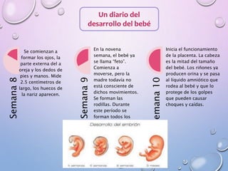 Un diario del
desarrollo del bebé
Semana8
Se comienzan a
formar los ojos, la
parte externa del a
oreja y los dedos de
pies y manos. Mide
2.5 centímetros de
largo, los huecos de
la nariz aparecen.
Semana9
En la novena
semana, el bebé ya
se llama “feto”.
Comienza a
moverse, pero la
madre todavía no
está consciente de
dichos movimientos.
Se forman las
rodillas. Durante
este período se
forman todos los
órganos principales,
como los pulmones,
los riñones y el
hígado. También
comienzan a
desarrollarse los
huesos Semana10
Inicia el funcionamiento
de la placenta. La cabeza
es la mitad del tamaño
del bebé. Los riñones ya
producen orina y se pasa
al líquido amniótico que
rodea al bebé y que lo
protege de los golpes
que pueden causar
choques y caídas.
 
