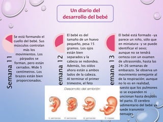 Un diario del
desarrollo del bebé
Semana11
Se está formando el
cuello del bebé. Sus
músculos controlan
más los
movimientos. Los
párpados se
forman, pero están
cerrados. Mide 5
centímetros. Los
brazos están bien
proporcionados.
Semana12
El bebé es del
tamaño de un huevo
pequeño, pesa 15
gramos. Los ojos
están bien
separados y la
cabeza se redondea.
Además, los oídos
ahora están a ambos
lados de la cabeza.
Al terminar el primer
trimestre, el feto
empieza a parecerse
a un bebé humano.
Semana13
El bebé está formado –ya
parece un niño, sólo que
en miniatura– y se puede
identificar el sexo;
aunque no se tendrá
certeza con un examen
de ultrasonido, hasta las
24-26 semanas de
embarazo. Se observa un
movimiento semejante al
de la respiración; aunque
no lo es en realidad,
puesto que los pulmones
no se expanden ni
funcionan hasta después
del parto. El cerebro
rudimentario del bebé ya
puede transmitir
mensajes.
 