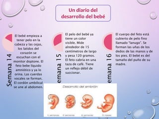 Un diario del
desarrollo del bebé
Semana14
El bebé empieza a
tener pelo en la
cabeza y las cejas,
los latidos del
corazón se
escuchan con el
monitor doptone. El
feto bebe líquido
amniótico y ya lo
orina. Las cuerdas
vocales se forman.
El cordón umbilical
se une al abdomen.
Semana15
El pelo del bebé ya
tiene un color
visible. Mide
alrededor de 15
centímetros de largo
y pesa 120 gramos.
El feto cabría en una
taza de café. Tiene
un reflejo débil de
succionar.
Semana16
El cuerpo del feto está
cubierto de pelo fino
llamado “lanugo”. Se
forman las uñas de los
dedos de las manos y de
los pies. El bebé es del
tamaño del puño de su
madre.
 
