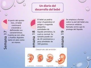 Un diario del
desarrollo del bebé
Semana17
A partir del quinto
mes, el bebé
continuará
creciendo y
definiendo sus
características.
Cuenta ya con uñas
y huellas digitales
tanto en pies como
en manos.
Semana18
El bebé ya podría
estar chupándose el
pulgar y tragando
pequeñas
cantidades de
líquido amniótico, lo
cual es normal. Su
tamaño puede ser
de 20 centímetros y
pesa alrededor de
300 gramos.
Semana19
Se empieza a formar
sobre la piel del bebé una
sustancia sebácea
llamada vernix que le
protege del líquido.
 