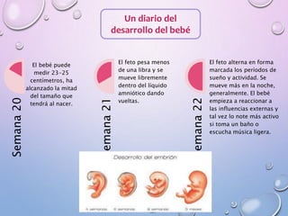 Un diario del
desarrollo del bebé
Semana20
El bebé puede
medir 23-25
centímetros, ha
alcanzado la mitad
del tamaño que
tendrá al nacer.
Semana21
El feto pesa menos
de una libra y se
mueve libremente
dentro del líquido
amniótico dando
vueltas.
Semana22
El feto alterna en forma
marcada los períodos de
sueño y actividad. Se
mueve más en la noche,
generalmente. El bebé
empieza a reaccionar a
las influencias externas y
tal vez lo note más activo
si toma un baño o
escucha música ligera.
 