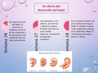 Un diario del
desarrollo del bebé
Semana26
Se engrosa la piel
del bebé. El
meconio se
empieza a formar
en los intestinos y
se evacuará en los
primeros días de
vida extrauterina.
Semana27
Los párpados se ha
abierto, percibe luz
y diferencia olores.
El bebé está feliz en
este mundo
materno. Ya terminó
el segundo
trimestre.
Semana28
En la semana número 28,
ya le podría dar hipo al
bebé; la madre lo siente
como espasmos rítmicos
en el abdomen. Mide 35
centímetros de largo y
pesa 2.5 libras.
 