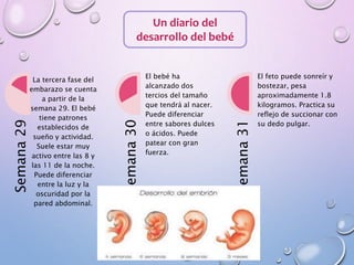 Un diario del
desarrollo del bebé
Semana29
La tercera fase del
embarazo se cuenta
a partir de la
semana 29. El bebé
tiene patrones
establecidos de
sueño y actividad.
Suele estar muy
activo entre las 8 y
las 11 de la noche.
Puede diferenciar
entre la luz y la
oscuridad por la
pared abdominal.
Semana30
El bebé ha
alcanzado dos
tercios del tamaño
que tendrá al nacer.
Puede diferenciar
entre sabores dulces
o ácidos. Puede
patear con gran
fuerza.
Semana31
El feto puede sonreír y
bostezar, pesa
aproximadamente 1.8
kilogramos. Practica su
reflejo de succionar con
su dedo pulgar.
 
