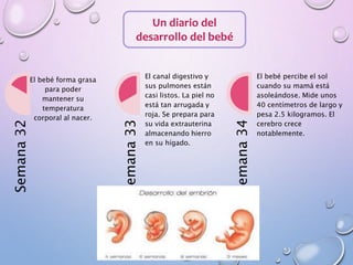Un diario del
desarrollo del bebé
Semana32
El bebé forma grasa
para poder
mantener su
temperatura
corporal al nacer.
Semana33
El canal digestivo y
sus pulmones están
casi listos. La piel no
está tan arrugada y
roja. Se prepara para
su vida extrauterina
almacenando hierro
en su hígado.
Semana34
El bebé percibe el sol
cuando su mamá está
asoleándose. Mide unos
40 centímetros de largo y
pesa 2.5 kilogramos. El
cerebro crece
notablemente.
 