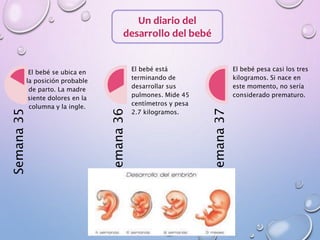 Un diario del
desarrollo del bebé
Semana35
El bebé se ubica en
la posición probable
de parto. La madre
siente dolores en la
columna y la ingle.
Semana36
El bebé está
terminando de
desarrollar sus
pulmones. Mide 45
centímetros y pesa
2.7 kilogramos.
Semana37
El bebé pesa casi los tres
kilogramos. Si nace en
este momento, no sería
considerado prematuro.
 