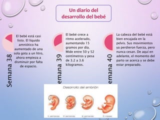 Un diario del
desarrollo del bebé
Semana38
El bebé está casi
listo. El líquido
amniótico ha
aumentado de una
sola gota a un litro,
ahora empieza a
disminuir por falta
de espacio.
Semana39
El bebé crece a
ritmo acelerado,
aumentando 15
gramos por día.
Mide entre 50 y 52
centímetros y pesa
de 3.2 a 3.6
kilogramos.
Semana40
La cabeza del bebé está
bien encajada en la
pelvis. Sus movimientos
ya perdieron fuerza, pero
nunca cesan. De aquí en
adelante, el momento del
parto se acerca y se debe
estar preparado.
 