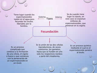 Fecundación
Es la unión de las dos células
reproductoras, de sexos
contrarios, los gametos,
hasta que se funden en uno
solo los respectivos núcleos
y parte del citoplasma.
Es un proceso
complicado que
conduce a la formación
de una célula, el cigoto
o huevo y que comienza
con la penetración de
un espermatozoide en
un óvulo
Es un proceso químico
mediante el cual es el
espermatozoide penetra
al óvulo.
Tipos
Se da cuando tiene
lugar la cópula, en
este caso se expulsan
millones de
espermatozoides, que
penetran en la vagina.
InternaExterna
Tiene lugar cuando los
espermatozoides
nadan en el agua para
fecundar los óvulos
liberados por la
hembra.
 